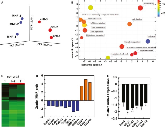 Gene expression profiling in MNF-treated C6 tumor-bearing mice. A, Gene clustering in the rat C6 xenografts: Principal component analysis (PCA) of rat C6 glioma xenograft treated with MNF vs. vehicle control. PCA was applied to the six independent samples (3 MNF, 3 controls), and numbers refer to individual sample labels. Analysis reveals clustering of samples into treatment groups. B, Visualization of enriched GO terms in a ranked list of genes that were downregulated in MNF-treated samples compared to controls. Redundant GO terms of P-value better than 10−6 were trimmed and plotted as two-dimensional scatter plot using ReviGO (see Materials and Methods for further details). Color of a GO term circle indicates the degree of enrichment according to P-value while its size is linked to specificity of a given GO term (more general GO terms were visualized as larger circles). Circles representing semantically similar GO terms were clustered together. C, Cluster analysis of 100 gene sets altered by MNF treatment, as compared to the control group, in cohort #1, cohort #2, and combined cohorts (1 + 2). D, Zratios of selected genes of interest is depicted, showing either up- or downregulated expression after pairwise comparison between MNF and the vehicle-treated group. E, Total RNA from C6 xenograft tumors from MNF – and vehicle-treated mice was extracted and analyzed for Sox4, Olig1, Galnt3, Cdkn3, Ccna2 and Bub1b mRNA levels by quantitative RT- PCR (mean ± SD; *, P < 0.05; **, P < 0.01; n = 5–6). Values were normalized to GAPDH.