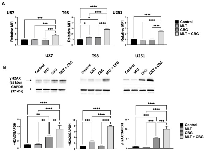 Evaluation of cell death and DNA damage in GBM cell lines following MLT and CBG, alone or in combination. GBM cell lines were treated with MLT or/and CBG for 24 h (U87: MLT 0.2 mg/mL and CBG 15 µM; T98: MLT 0.6 mg/mL and CBG 30 µM; U251: MLT 0.5 mg/mL and CBG 35 µM). (A) Cell death was assessed via PI staining and flow cytometry. Bar graphs represent the relative MFI, expressed as fold change relative to the untreated control for U87, T98, and U251 lines under single or combined MLT and CBN exposure. In all bar graphs, the control group was normalized to 1. Data are presented as the mean ± SD of at least three independent biological replicates. (B) Western blot analysis (top) and corresponding densitometric quantification (bottom) of γH2AX protein levels relative to GAPDH loading control. Statistical significance was determined using a one-way ANOVA followed by Tukey’s post hoc test for multiple comparisons (* p < 0.05, ** p < 0.01, *** p < 0.001, **** p < 0.0001).