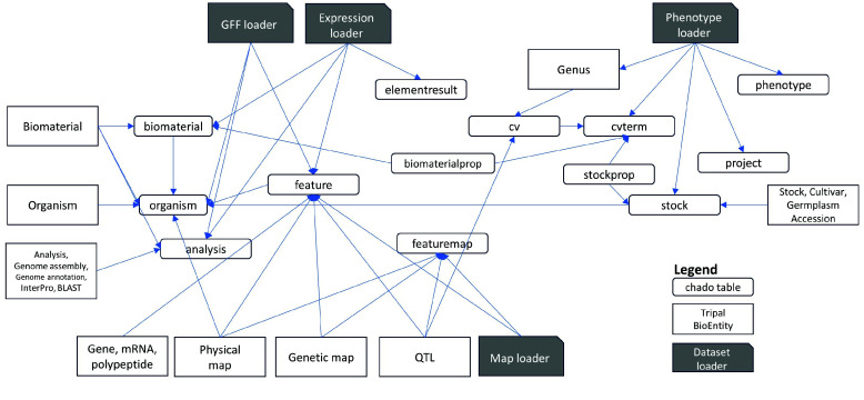 Mapping of Tripal BioEntities and Chado tables. Input files are loaded using ‘Dataset loader’ for the genomic features GFF, expression, phenotype, or map datasets. Input files are loaded using ‘Dataset loader’ for the genomic features GFF, expression, phenotype, or map datasets. The fields are stored in various tables in the Chado schema (green). Tripal then defines BioEntities (blue) based on the record types (type_id) in the tables. The type_id’s are biological ontology terms loaded in the cvterm and cv tables.