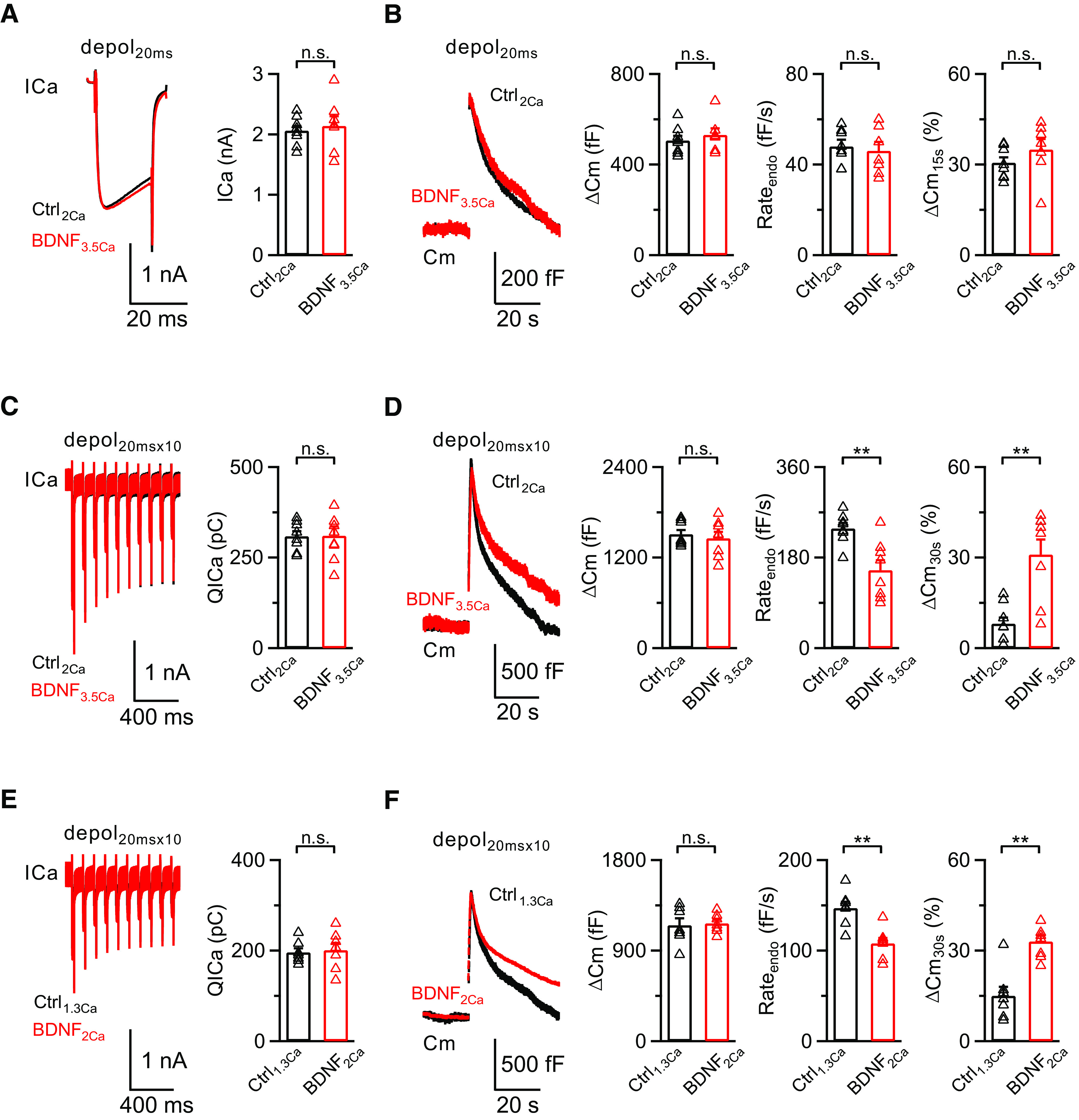 BDNF inhibits endocytosis in a calcium-dependent and -independent manner. A, Left, Averaged presynaptic ICa induced by depol20ms in the control group (Ctrl2Ca, n = 8; black) and BDNF treatment with 3.5 mm extracellular calcium (BDNF3.5Ca, n = 7; red). Right, Statistics for ICa in two groups using an unpaired Student's t test. B, Left, Averaged Cm induced by depol20ms from A. Right, Statistics for ΔCm, Rateendo, and ΔCm15s% in two groups using an unpaired Student's t test. C, D, Similar to A, B, except the stimulation was depol20msx10 (Ctrl2Ca, n = 8; BDNF3.5Ca, n = 8). **p < 0.01. E, Left, Averaged presynaptic ICa induced by depol20msx10 in the control group with 1.3 mm extracellular calcium (Ctrl1.3Ca, n = 7; black) and BDNF treatment with 2 mm extracellular calcium (BDNF2Ca, n = 7; red). Right, Statistics for QICa in two groups using an unpaired Student's t test. F, Left, Averaged Cm induced by depol20msx10 from E. Right, Statistics for ΔCm, Rateendo, and ΔCm30s% in two groups using an unpaired Student's t test. **p < 0.01. n.s., not significant. Detailed statistical information is provided in Table 1.