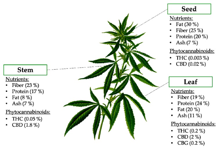 Nutritional composition and phytocannabinoids present in the different anatomic parts of the hemp plant. Abbreviations: CBD, cannabidiol; CBG, cannabigerol; THC, Δ9-tetrahydrocannabinol.