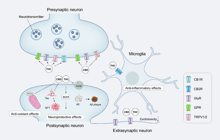 Schematic of the neuroprotective effects of THC and CBD. While THC has a similar affinity for CB1/2R and its psychoactive effects are primarily associated with CB1R activation, CBD has a very low affinity for CB1/2R and tends to act on GlyR and TRPV. THC and CBD inhibit Aβ aggregation, tau protein phosphorylation and neuronal hyperexcitation, showing excellent therapeutic effects on AD