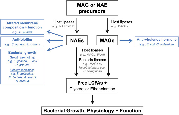 Endocannabinoids and their derivatives directly modulate bacterial populations. Schematic summarizing the mechanisms by which endocannabinoids and their derivatives or breakdown products can influence the growth, physiology, and function of endogenous bacteria within the microbiome.
