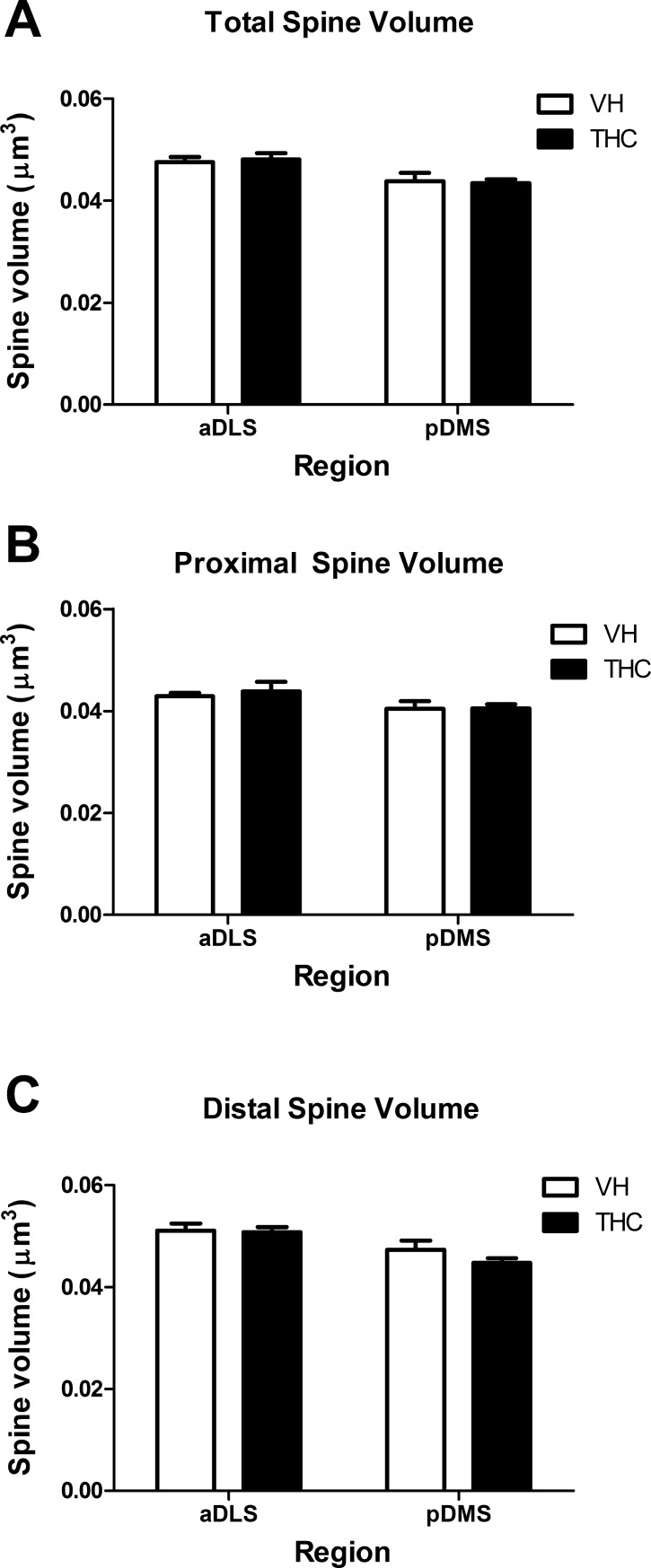 Dendritic spine area.Spine area averaged values for the whole dendrite (A), and for proximal (B) and distal (C) parts for THC- and VH-treated animals (n = 8 per group) in aDLS and pDMS MSN dendrites. THC did not affect the spine area but the underlying spine area was lower in pDMS neurons compared to aDLS in the total dendrite and the distal part. Data are presented as mean ± s.e.m.