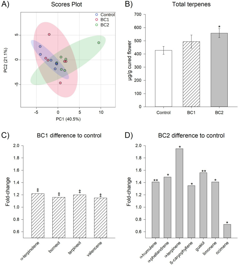 Four-panel scientific figure: Panel A shows a scores plot with PCA results where control, BC1, and BC2 sample groups cluster in overlapping but distinct regions. Panel B is a bar graph indicating total terpene concentration in micrograms per gram, showing BC2 significantly higher than control. Panel C is a bar graph comparing fold-change in individual terpenes for BC1 versus control, with modest increases for α-terpinolene, borneol, terpinol, and valencene. Panel D is a bar graph of BC2 versus control, showing increased fold-change for multiple terpenes, with β-terpinene highest, and a decrease for octimene. Statistical significance is marked with asterisks.