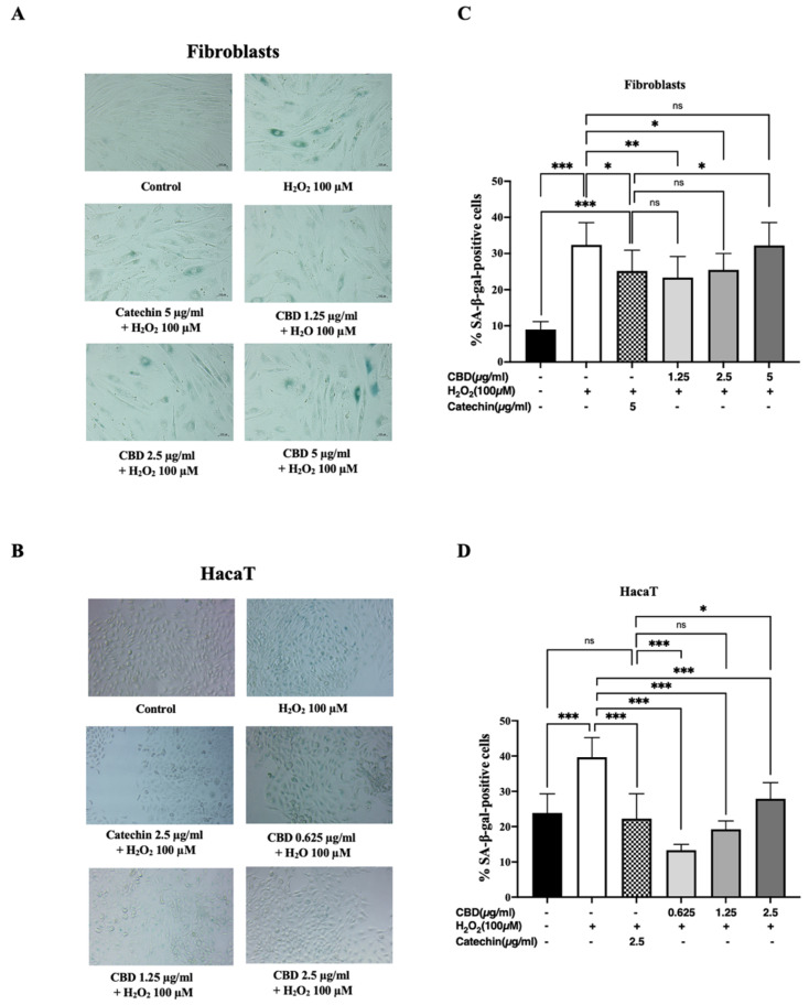 Senescence associated β-galactosidase (SAβgal) staining in (A) fibroblasts and (B) HaCaT keratinocytes after being pretreated with cannabidiol (CBD) before being stimulated by 100 µM of H2O2 for 24 h. The senescent cells are blue in color. The percentages of SA-β-gal-positive cells after being pretreated with CBD on (C) fibroblasts and (D) HaCaT keratinocytes. The data are presented as the mean ± and standard deviation (±SD) from three independent experiments (n = 3). Statistical significance was determined by a one-way ANOVA (non-significant; ns, significant; * p < 0.05, ** p < 0.01, and *** p < 0.001 vs. negative control (H2O2 100 µM) and positive control (catechin 5 µg/mL)).