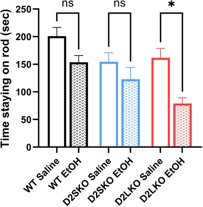 Rotarod performance of WT, D2S KO and D2L KO mice after chronic EtOH exposure. EtOH exposure significantly reduced the time spent on the accelerating rod in the D2LKO EtOH group as compared to the D2LKO saline group (*p = 0.034; Šidák's multiple comparisons test following two‐way ANOVA). There were no significant changes in Rotarod performance between D2SKO EtOH and D2SKO Saline (p = 0.473) and between WT EtOH and WT Saline (p = 0.074). No significant differences were found between the saline groups: WT Saline vs. D2SKO Saline (p = 0.201); WT Saline vs. D2LKO Saline (p = 0.171); D2SKO saline vs. D2LKO saline (p = 0.988). The interaction (genotype x treatment) is not significant (F(2, 39) = 0.7488, p = 0.4796, two‐way ANOVA). But both effect of treatment and effect of genotype are significance. Effect of treatment: F(1, 39) = 13.63, p = 0.0007. Effect of genotype: F(2, 39) = 3.747, p = 0.0325. WT, n = 6 (saline) and 7 (EtOH), D2SKO, n = 9 (saline) and 9 (EtOH), D2LKO, n = 6 (saline) and 7 (EtOH). ns = not significant.