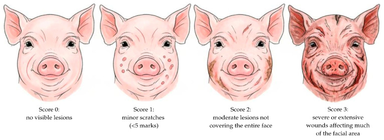 Grading scale for facial lesion scores (0–3) in neonatal piglets, with 0 = no visible lesions, 1 = minor scratches, 2 = moderate lesions, and 3 = severe or extensive wounds.