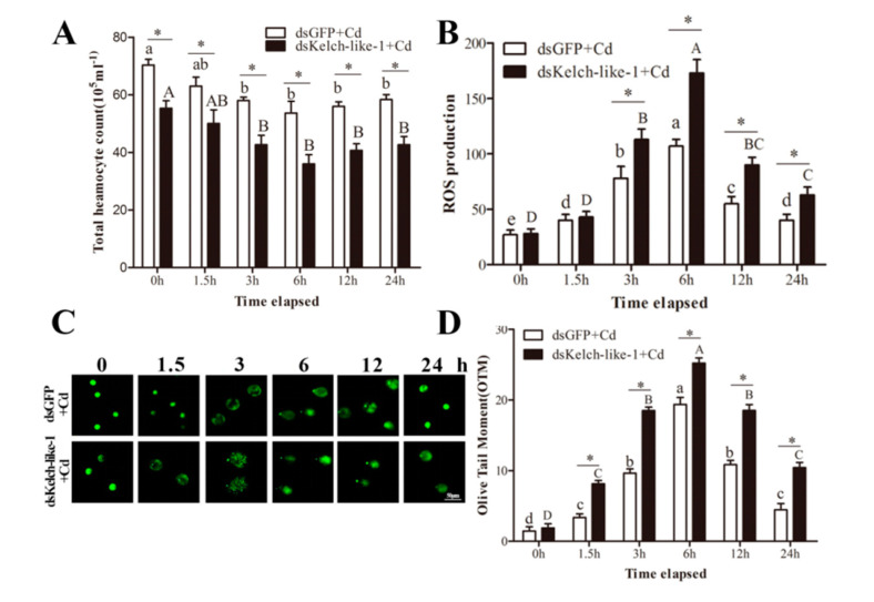 Effect of knockout PvKelch-like-1 in hemolymph. (A) Total hemocyte count; (B) endogenous reactive oxygen species (ROS) in the hemocytes; (C) images of DNA damage from the assayed hemocytes; (D) the change in DNA comet tail moment (OTM) value of hemocytes. Vertical bars represent the mean ± SD (n = 3). Different letters indicate statistically significant differences (p < 0.05) between Cd challenged and unchallenged shrimp (0 h). Asterisks indicate statistically significant differences (p < 0.05) between the two treatment groups.