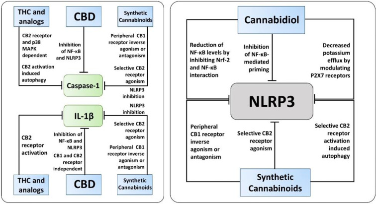 The known molecular pathways of inhibition of Caspase-1, IL-1β, and NLRP3 by cannabinoids. Along with NLRP3 activation, cannabidiol (CBD), synthetic cannabinoids, and Δ9-tetrahydrocannabinol (THC) and its analogs inhibit caspase-1, IL-1β, and IL-18 via different mechanisms independent of inflammasome activation. Notably, only CBD and synthetic cannabinoids, not THC and its analogs, have been reported to have a direct inhibitory action on NLRP3 activation.