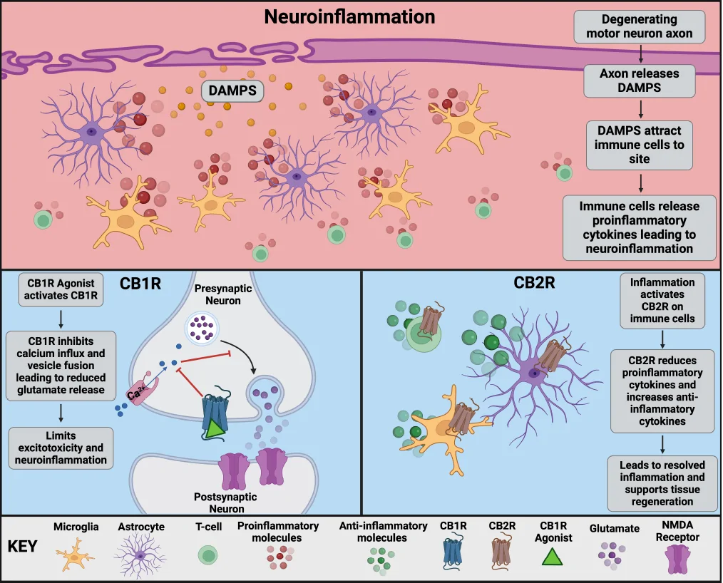 Graphical representation of the complementary roles of CB1R and CB2R in regulating neuroinflammation in the central nervous system.The top section, indicated in red, shows the process of neuroinflammation, where a degenerating neuron releases DAMPS to attract immune cells to the site of injury. These accumulating immune cells release proinflammatory cytokines, which lead to neuroinflammation. The bottom left section shows CB1R expressed on presynaptic terminals. After activation by an agonist, CB1R inhibits voltage-gated calcium channels, which reduces calcium influx into the presynaptic terminal. This leads to a decrease in glutamate vesicle release into the synaptic cleft, preventing the overstimulation of postsynaptic terminals. This limits excitotoxicity and directly reduces neuroinflammatory responses. The bottom right section shows CB2Rs role in neuroinflammation. CB2R expressed on immune cells, specifically microglia, T-cells, and astrocytes regulates the immune response during neuronal injury. CB2R activation changes the immune cells from proinflammatory to an anti-inflammatory state. This transition inhibits the release of proinflammatory cytokines and promotes the release of anti-inflammatory mediators, leading to the dissipation of the inflammation. Created with BioRender.com. CB1R: Cannabinoid receptor 1; CB2R: cannabinoid receptor 2; DAMPS: damage-associated molecular patterns; NMDA: N-methyl-D-aspartate.