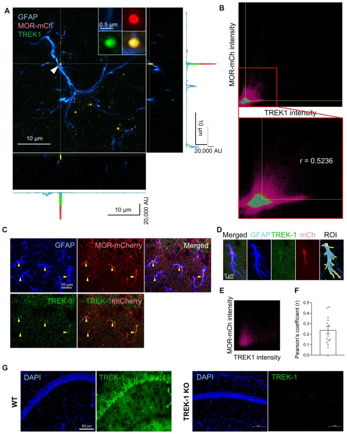 MOR and TREK-1 are co-expressed in hippocampal astrocytes of MOR-mCherry mouse. (A) A structured illumination microscopic (SIM) image of a hippocampal astrocyte of MOR-mCherry mouse, immunostained with antibodies against GFAP and TREK-1. (B) 2D histogram of mCherry intensity and TREK-1 intensity in the SIM image (A). Pearson’s coefficient (r) is calculated within the colocalized pixels which were automatically thresholded by Imaris 9.2 program. (C) Representative confocal images of co-localization of MOR-mCherry and TREK-1 in astrocytes in hippocampal cornu ammonis 1 (CA1) of MOR-mCherry mice. (D) An example of ROI generation within a single astrocyte. (E) Representative 2D histogram of mCherry intensity and TREK-1 intensity in the confocal image. (F) Pearson’s coefficients (r) between mCherry and TREK-1 from confocal images of single astrocytes. (G) A confocal image of hippocampal tissues from WT and TREK-1 KO mice, stained with an antibody against TREK-1.