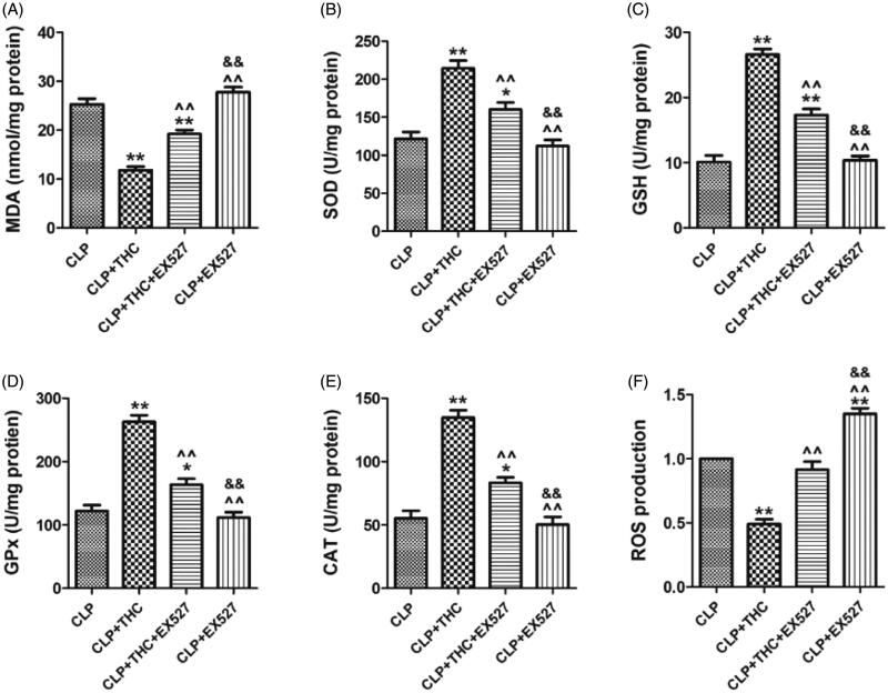 EX527 counteracted THC induced inhibition of oxidative stress in renal tissues in septic mice. (A) Renal MDA content. (B) Renal SOD activity. (C) Renal GSH activity. (D) Renal GPx activity. (E) Renal CAT activity. (F) Renal ROS production. Data were presented as the mean ± SEM (n = 6 in each group). *,**p< .05/.01 vs. the CLP group, ^^p< .01 vs. the CLP + THC group, &&p< .01 vs. the CLP + THC + EX527 group.