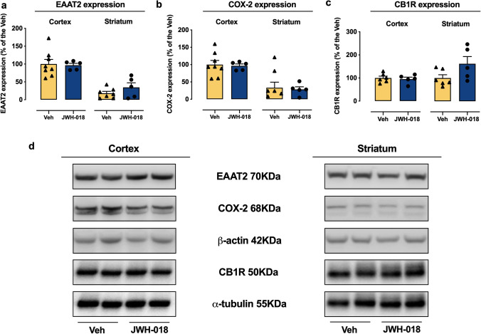 EAAT2, COX-2, and CB1R expression in the cortex and striatum of adult mice. The protein levels of (a) EAAT2, (b) COX-2, and (c) CB1R were quantified and normalized to loading control beta-actin for COX-2, EEAT2, and alpha-tubulin for CB1R, respectively, in cortex and striatum samples from adult mice after adolescent IVSA of JWH-018 or Veh (d) representative illustration of Western blotting analysis. Values represent mean ± SEM of EAAT2, COX-2, and CB1R levels expressed as percentage of Veh, normalized to β-Actin and α-tubulin levels for EAAT2, COX-2, and CB1R, respectively (unpaired Student’s t-test); EEAT2, JWH-018: n = 5 (cortex, CPu); Veh: n = 8 (cortex), n = 7 (CPu); COX-2, JWH-018: n = 5 (cortex, CPu); Veh: n = 8 (cortex), n = 7 (CPu); CB1R, JWH-018: n = 5 (cortex, CPu); Veh: n = 6 (cortex, CPu)