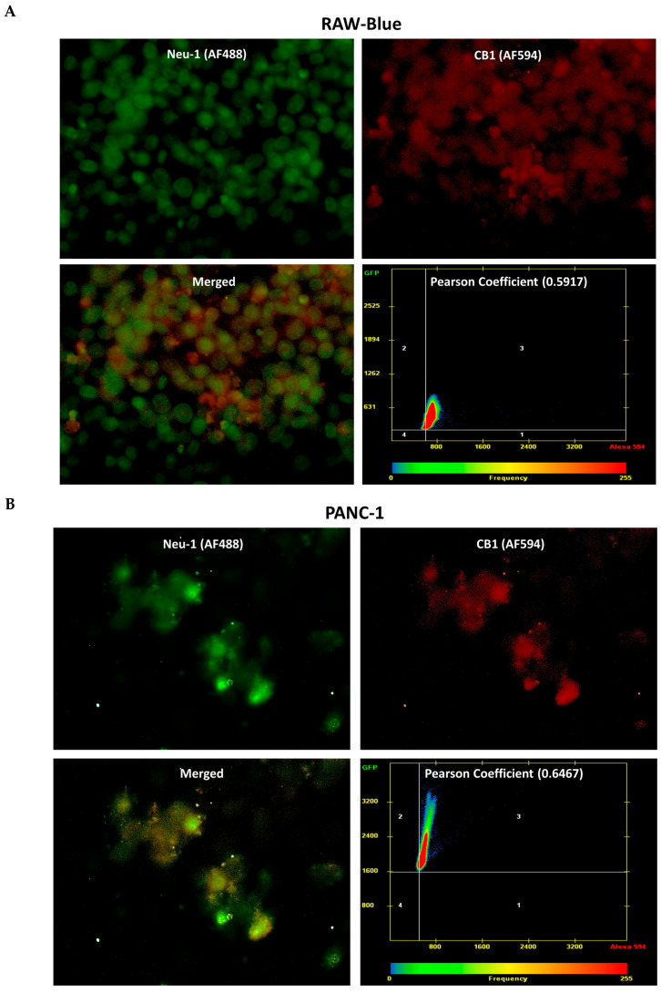 Co-localization of cannabinoid type 1 (CB1) receptor with Neu-1. CB1 receptors co-localized with Neu-1 in naïve, unstimulated RAW-Blue (A), PANC-1 (B), and SW-620 (C) cells. For analysis of co-localization, cells were fixed, permeabilized, blocked, and immunostained with anti-CB1 conjugated with AlexaFluor 594 (red) and anti-Neu-1 conjugated with AlexaFluor 488 (green). Co-localization was quantified using AxioVision imaging software to compute the Pearson correlation coefficient, measuring the linear association between two variables (40× objective). The Pearson correlation coefficient for co-localization between CB1 receptors and Neu-1 was 0.5917 in RAW-Blue (A), 0.6467 in PANC-1 (B), and 0.6455 in SW-620 (C), affirming CB1-Neu1 receptor proximity.