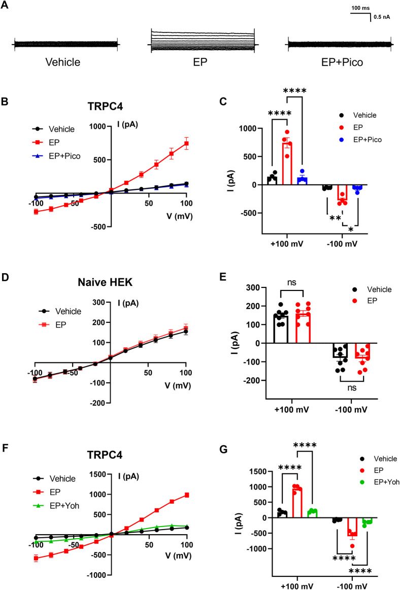 Activation effect of EP on TRPC4. (A) Presentative whole-cell current traces recorded of HEK293-TRPC4 cells from −100 mV to +100 mV within bath solution (left), 30 μM EP (middle), 30 μM EP + 1 μM Pico145 (right). (B) The whole-cell current-voltage relation of TRPC4 activated by 30 μM EP and inhibited by 1 μM Pico145. (C) The statistics of whole-cell average current value in (B), n = 4. Two-way-ANOVA followed by Tukey test was used for statistical analysis. (D) The whole-cell current-voltage relation recording from untransfected HEK293 cells under bath solution or 30 μM EP application. (E) The whole-cell average current value in (D), n = 8. Two-way-ANOVA followed by Tukey test was used for statistical analysis. (F) The whole-cell current-voltage relation of TRPC4 activated by 30 μM EP and inhibited by 30 μM yohimbine. (G) The statistics of whole-cell average current value in (F), n = 4. Two-way-ANOVA followed by Tukey test was used for statistical analysis. The data are shown as the mean ± s. e.m., * indicates p < 0.05, ** indicates p < 0.01, *** indicates p < 0.001, **** indicates p < 0.0001 ns indicates no significance.