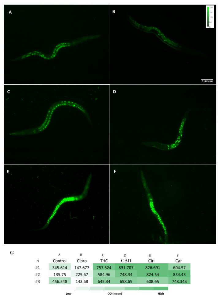 NDA staining for reduced glutathione level. Fluorescence intensity of all C. elegans GSH levels was measured after exposure to control (PBS) (A), ciprofloxacin (B), THC (C), CBD (D), cinnamaldehyde (E), and carvacrol (F) by NDA probe. Heatmap on glutathione level of C. elegans in the treated and untreated groups shown in panel (G). n = trial number.
