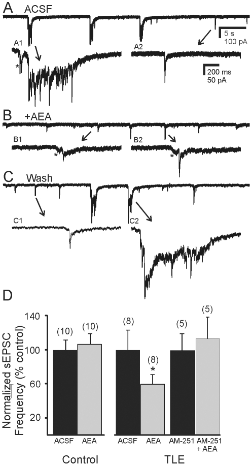 Inhibitory effect of anandamide (AEA) on sEPSCs. A. Spontaneous bursts of EPSCs observed in a granule cell from a pilocarpine-treated mouse that survived SE. A1 and A2 are expanded segments of the events indicated by the arrows. B. AEA (10 µM) suppressed the epileptiform bursts of activity. B1 and B2 are examples of individual events from B. C. Bursts were reinstated after 20 minute wash to normal ACSF. C1 and C2, expanded segments of C. Asterisks indicate currents preceding the largest amplitude EPSCs in some cases. The recordings were made in the absence of Mg2+ and the presence of bicuculline (30 µM). D. Cumulative graph of normalized sEPSC frequency from control mice and pilocarpine-treated mice that survived SE and developed TLE before and after application of AEA. Asterisk in D indicates significant reduction in frequency by AEA (P<0.05). In mice with TLE, the effect of AEA was prevented by preapplication of the CB1 receptor antagonist AM-251 (10 µM). Number of cells for each experiment is in parentheses.