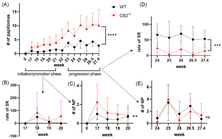 CB2-/- mice have differential papilloma formation and spontaneous regression in the initiation/promotion and progression phase of the DMBA/TPA model. (A) Gross number of papillomas, n = 7 per group, 2− way ANOVA for repeated measures, **** p < 0.0001. (B) Rate of papillomas in spontaneous regression (percent papillomas regressed from the previous measurement, SR) during the initiation/promotion phase; no statistical analysis due to many undefined values (0 regression events/0 papillomas), only mice with defined values are included. (C) Number of newly formed papillomas (NP) in the initiation/promotion phase, n = 7 per group, 2−way ANOVA, WT vs. CB2-/- only, ** p = 0.01. (D) Rate of SR in the progression phase, analysis performed from week 24 onward due to many undefined values, as in B. n = 7 per group, 2−way ANOVA WT vs. CB2-/- only, *** p = 0.004. (E) Number of newly formed papillomas in the progression phase, 2−way ANOVA WT vs. CB2-/- only, ns, not significant.
