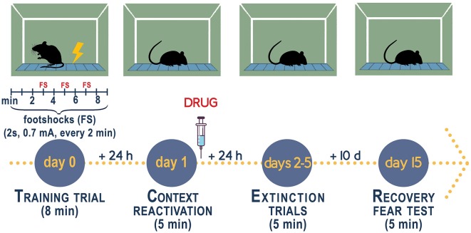Experimental procedure to measure fear conditioning responses, fear extinction, and fear extinction retention in socially isolated mice. Contextual fear conditioning responses in socially isolated is studied after 4 weeks of isolation when the decline of allopregnanolone is maximal (Pibiri et al., 2008; Pinna et al., 2008). Group-housed mice of the same age as the socially isolated mice serve as control. Socially isolated mice express a decrease of corticolimbic allopregnanolone levels that is associated with an enhancement of contextual fear responses and impaired fear extinction (Pibiri et al., 2008). The fear-conditioning apparatus, which schematized in the figure, consists of a transparent acrylic chamber measuring 25 cm wide, 18 cm high, and 21 cm deep (San Diego Instruments). The cage floor is composed of stainless-steel rods connected to an electric shock generator. A small fan is located on the top wall of the enclosure. The chamber is surrounded by a frame with 16 infrared photo beams. A computer controls the delivery of electric foot shocks and auditory stimuli and records beam interruptions and latencies to beam interruptions (freezing time). Training Test. During the training, mice are placed into the training chamber and allowed to explore it for 2 min. After this time, they receive an unconditioned stimulus (US, electric footshock, 2 s, 0.5 mA). The footshock is repeated three times every 2 min. After the last tone plus shock delivery, mice are allowed to explore the context for an additional minute before removal from the training chamber (total of 8 min). Contextual Test. Twenty-four hours after training, the mice are placed in the contextual cage, and freezing behavior is measured for 5 min (Freeze Monitor System, San Diego Instruments) without footshock presentation. Extinction Test. For contextual extinction experiments, mice are placed in the contextual cage for 5 consecutive days starting 24 h after the training session. Fear extinction retention. Retention of fear extinction is measured by placing the mice to the context for 5 min following an interval of 10 days. Freezing behavior is measured for 5 min without tone or footshock presentation. Freezing is defined by the absence of any movement except for those related to respiration while the animal is in a stereotypical crouching posture (Pibiri et al., 2008). To disrupt aversive memories through a reconsolidation blockade (Stern et al., 2012), drugs are given immediately after a contextual fear conditioning reactivation session (Pinna and Rasmusson, 2014; Locci and Pinna, 2019b).