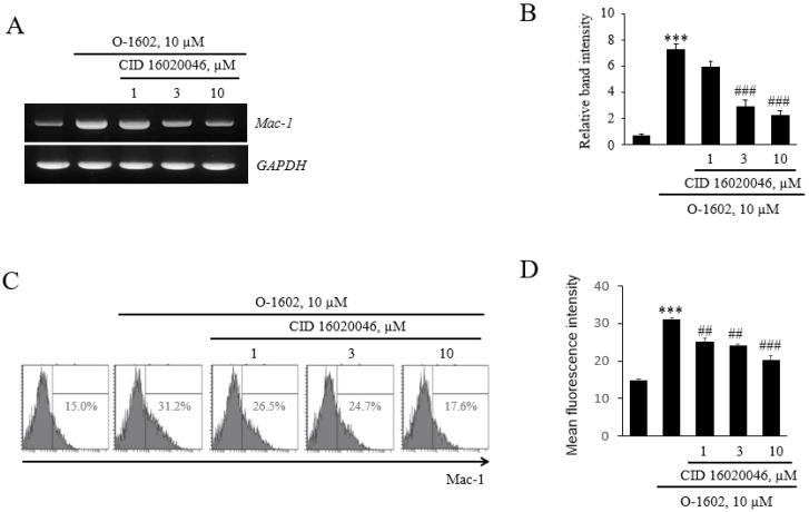 Effects of CID16020046 on GPR55-mediated Mac-1 expression in THP-1 cells. THP-1 cells were pretreated with the indicated concentrations of CID16020046 for 1 h, and then treated with 10 μM O-1602 for 24 h. The mRNA expression of adhesion molecules was analyzed by RT-PCR and flow cytometry. (A) Representative RT-PCR images. (B) Histograms showing the relative mRNA levels. (C) Representative flow cytometry images of Mac-1 proteins. (D) Histograms showing relative Mac-1 protein levels. The results are presented as the mean ± SEM of three independent experiments. Statistical significance: *** p < 0.001 vs. untreated control cells, ## p < 0.01, ### p < 0.001 vs. O-1602-treated cells.