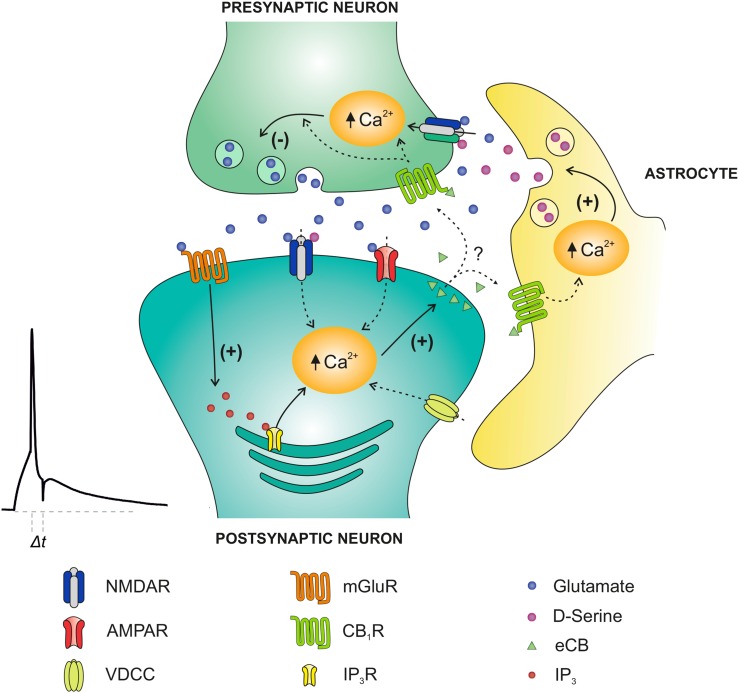 Model of presynaptic t-LTD at CA3-CA1 synapses of the hippocampus. t-LTD is induced by a post-before-pre, single-spike pairing protocol. Postsynaptic action potentials activate voltage-dependent Ca2+ channels (VDCCs), and presynaptically released glutamate activates postsynaptic mGlu5 receptors, which synergistically activate PLC, producing IP3, which causes Ca2+ release from internal stores, and DAG, which serves as precursor for eCBs synthesis. The eCB signal leads to activation of CB1 receptors, facilitating d-serine release from astrocytes, which, together with glutamate released from presynaptic neurons, activates presynaptic NMDA receptors on Schaffer collateral boutons. This leads to an increase in presynaptic Ca2+, activation of calcineurin and synaptic depression.