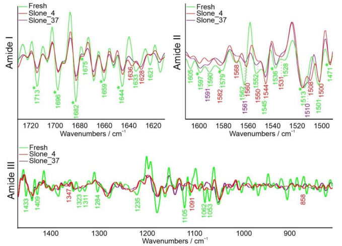 Second derivative of FT-IR spectra of amide I (1730–1610 cm−1), amide II (1610–1490 cm−1) and amide III (1450–800 cm−1) overlapping partially with polysaccharides (1200–800 cm−1). Asterisk (*) indicates the same value recorded for each spectrum.