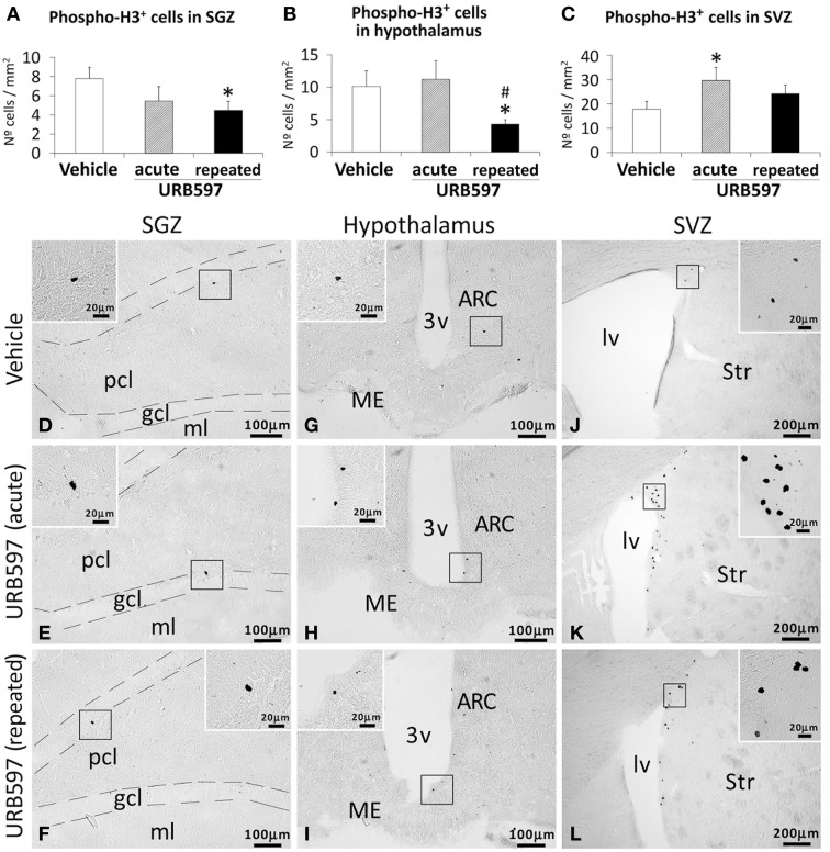Effects of acute and repeated treatment of URB595 (0.3 mg/kg) on mitosis in the SGZ, hypothalamus and SVZ by phospho-histone H3 immunohistochemistry. (A–C) The number of positive cells is significantly lower in the SGZ and hypothalamus of repeated URB597-treated rats, and significantly higher in the SVZ of acute URB597-treated rats. (D–L) Representative microphotographs showing low and high (insets) magnification views of the typical mitotic cells expressing phospho-H3. The histograms represents the mean ± s.e.m. per area (mm2) (n = 6–8) of the number of phospho-H3+ cells per experimental group. ANOVA and Bonferroni's test: *P < 0.05 vs. vehicle group, #P < 0.05 vs. acute URB597 group. Scale bars are included in each image.