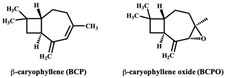 Structures of β-caryophyllene (BCP) and β-caryophyllene oxide (BCPO). Figure created with ChemDraw v25.0.