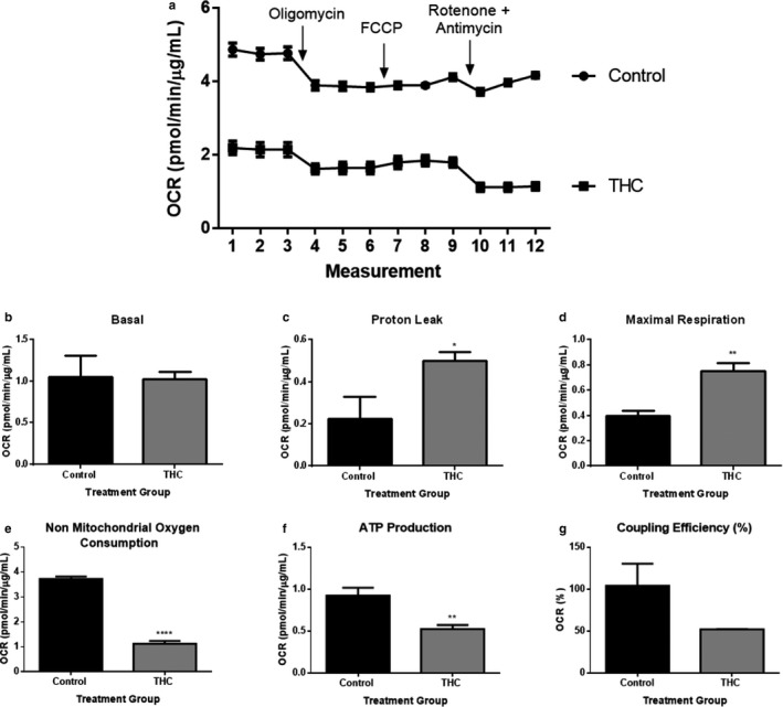 Mitochondrial function in ST cells is impaired following 20 µM THC treatment. OCR was detected under basal conditions followed by the sequential injection of oligomycin (ATP‐synthase inhibitor), carbonyl cyanide‐4‐(trifluoromethoxy)phenylhydrazone (FCCP; mitochondrial respiration uncoupler), and rotenone combined with antimycin (electron transport blockers). These agents were injected through ports of the Seahorse Flux Pak cartridges to reach final concentrations of 1, 2, and 0.5 μM, respectively. The OCR value measured after oligomycin represents the amount of oxygen consumption linked to ATP production, and that after FCCP injection denotes the maximal mitochondrial respiratory capacity of the cells. The final injection of rotenone/antimycin inhibits the flux of electrons through complexes I & III, and thus no oxygen is further consumed at complex V. The OCR reading after this treatment is primarily nonmitochondrial and is due to cytosolic oxidase enzymes. OCR measurements were obtained using the Seahorse XFe24 Analyzer and the OCR values were normalized to the amount of protein content from each well using the BCA assay (μg/ml). The detection of OCR was performed with four biological replicates per experiment, for each treatment condition, and repeated three more times (see Figure S2 for experiments 2–4). Group mean and SEM (a–g) are displayed. Arrows indicate addition of the respective compounds. Significance was assessed by Student's t test (*p < .05, **p < .01, ****p < .0001). (a) Representative oxygen consumption rate (OCR) tracing, (b) basal respiration, (c) proton leak, (d) maximal respiration, (e) nonmitochondrial oxygen consumption, (f) ATP production, and (g) coupling efficiency (%)