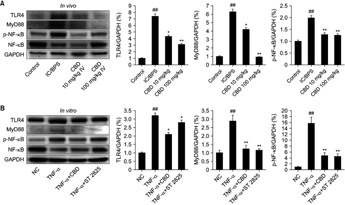 (A) Western blot analysis and densitometric quantification of TLR4, MyD88, and phosphorylated NF-κB (p-NF-κB) expression in rat bladder tissues from the Control, IC/BPS, CBD 10 mg/kg, and CBD 100 mg/kg groups. Data are expressed as mean±standard deviation (SD). *p<0.05, **p<0.01 compared with the IC/BPS group; ##p<0.01 compared with the control group. (B) Western blot analysis and densitometric quantification of TLR4, MyD88, and phosphorylated NF-κB (p-NF-κB) expression in SV-HUC-1 cells across the Control, TNF-α, TNF-α+CBD, and TNF-α+ST2825 treatment groups. Cells were treated with TNF-α alone or in combination with CBD or ST2825 for 24 hours. Data are expressed as mean±SD. *p<0.05, **p<0.01 compared with the TNF-α group; ##p<0.01 compared with the control group. IC/BPS: interstitial cystitis/bladder pain syndrome, CBD: cannabidiol, TNF-α: tumor necrosis factor-alpha, NC: normal control.