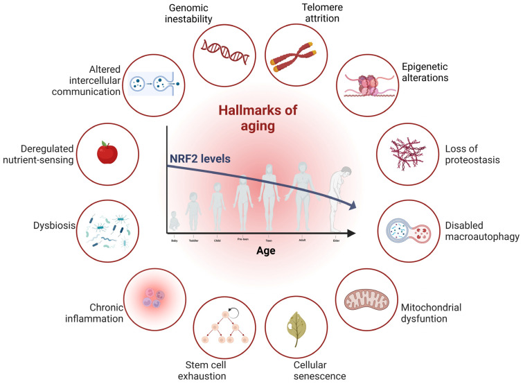 Interconnections between aging and NRF2. Scheme modified from [20] gathers the proposed 12 hallmarks of aging, in which involvement of the transcription factor NRF2 has been described. In this review, we will highlight the relationship between NRF2 and genomic instability, proteasomes, autophagy, mitochondrial dysfunction, cellular senescence, stem cell exhaustion, and inflammation.