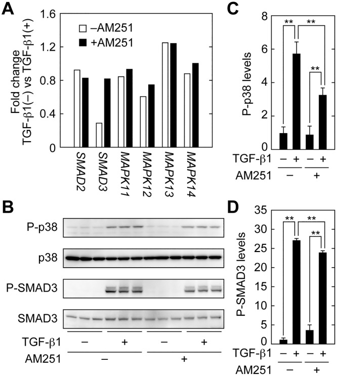 AM251 inhibits the SMAD2/3 and p38 MAPK signaling pathways.(A) RPTEC cells were incubated with or without 2 ng/ml TGF-β1 in the presence or absence of 10 μM AM251 for 24 h. (A) Total RNA was isolated from three independent samples, pooled, and subjected to microarray analyses. Values for SMAD2, SMAD3, MAPK11 (p38β), MAPK12 (p38γ), MAPK13 (p38δ), and MAPK14 (p38) represent their gene expression changes in cells treated with TGF-β1. (B–D) RPTEC cells were incubated with or without 2 ng/ml TGF-β1 in the presence or absence of 10 μM AM251 for 1 h. (B) Total protein lysates were prepared, and equal amounts of protein (5 μg per sample) were separated by SDS-PAGE, followed by immunoblotting with anti-phopho-p38 (P-p38), anti-p38, anti-phospho-SMAD3 (P-SMAD3), or anti-SMAD3 antibodies. (C and D) The results from (B) were quantified. Values are means ± SD of phopho-p38 (C) or phospho-SMAD3 (D) levels relative to those in cells with no treatment (TGF-β1(−) AM251(−)), from three independent experiments. Statistically significant differences are indicated (** P < 0.01, Student’s t-test).