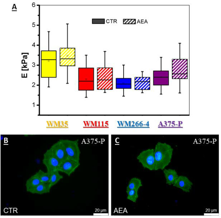 (A)—the calculated elastic modulus of different melanoma cell lines treated with 1 μM AEA at the indentation depth of 300 nm. Cell lines: WM35—primary RGP site; WM115—primary VGP site; WM266-4—metastasis to the lymph node; A375-P—solid tumor metastatic site. The representative pictures of A375-P melanoma cells: control (B) and treated with 1 μM AEA (C) after cell staining with phalloidin labeled with Alexa Fluor 488 (ex. 495 nm, em. 518 nm) and Hoechst 33342 (ex. 350 nm, em. 461 nm).