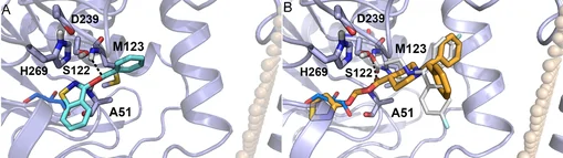 Docking poses of compound 1a (cyan carbon atoms, panel A) and of 6 (orange carbon atoms, panel B) within the catalytic site of MGL (light‐blue cartoon). Hydrogen bonds formed with the oxyanion residues are shown as black dashed lines. The docking poses of 1a and 6 are overlaid with either the crystallographic coordinates of a glycerol molecule (blue carbon atoms; PDB ID: 3HJU) or with those of the inhibitor SAR629 (gray carbon atoms) covalently bound to the catalytic Ser122 (PDB ID: 3JWE). Beige spheres represent the positions of the phosphate groups of the membrane bilayer.