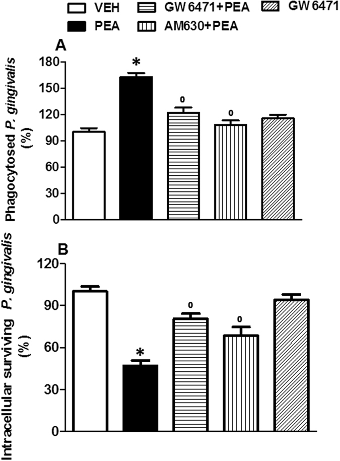 PEA enhances phagocytosis and intracellular killing of P. gingivalis by microglial cells. Phagocytosis assay (A) and intracellular survival evaluation (B) were performed in the presence of PEA (100 nM), or GW6471 (10 µM) + PEA, or AM630 (100 nM) + PEA, or GW6471 alone. The number of bacteria ingested (at 90 min) or number of bacteria recovered (at 270 min) by the control group (vehicle) were considered to be 100%. Data are shown as means ± SEM (n = 6). *P < 0.05 compared to vehicle, °P < 0.05 compared to PEA. One way ANOVA, post-hoc Tukey’s.