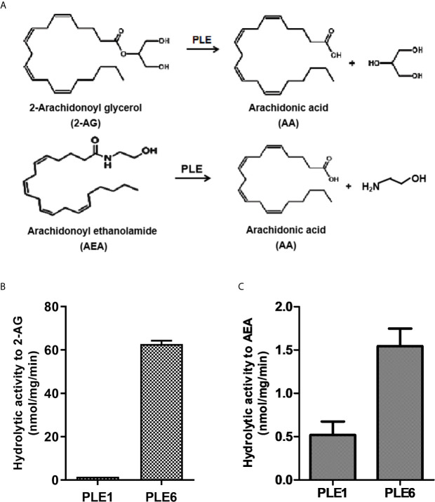 Hydrolysis of 2-AG and AEA by purified PLE1 and PLE6. (A) Reaction diagram for 2-AG and AEA hydrolysis. (B) Hydrolysis of 2-AG. (C) Hydrolysis of AEA. Substrates (2-AG or AEA) at 200 µM was prepared in Tris-HCl buffer (50 mM, pH 7.4) and then mixed with purified PLE1 or PLE6 (10 µg). After incubation for 10 min at 37°C, the reactions were terminated, and the formation of AA was monitored with LC-MS/MS. The data in Figures 1B and C are presented as the mean ± standard error of the mean (SEM) of 3 independent experiments.