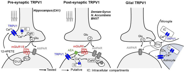 Mechanisms described for TRPV1-mediated plasticity at central synapses. Glutamate release during synaptic stimulation activates Gq-coupled mGluRs, leading to the activation of phospholipase C (PLC) and downstream calcium-regulated enzymes, which likely triggers the biosynthesis of lipids including 12-HPETE (presynaptic TRPV1-LTD, left) or AEA (postsynaptic TRPV1-LTD, middle), two endocannabinoid/endovanilloid known to activate TRPV1 receptors. At presynaptic terminals, activation of TRPV1 on plasma membrane or intracellular compartments (IC) leads to a calcium (Ca2+)-dependent long-term depression of synaptic vesicle release, whereas when located at postsynaptic compartments, TRPV1 activation promotes a long-lasting, clathrin- and dynamin (Dyn)-dependent endocytosis of AMPA receptors. Notably, stimulation of calcium-sensitive phosphatase calcineurin (CaN) resulting from TRPV1 activation is likely to be a common mechanism to promote both pre and postsynaptic long-term changes of synaptic efficacy. TRPV1 channels are also expressed in glial cells (right), where its activation can modulate synaptic efficacy presumably through the production and release of inflammatory mediators through microglia-derived extracellular vesicles (EVs) or by Ca2+-dependent release of gliotransmitters from astrocytes.