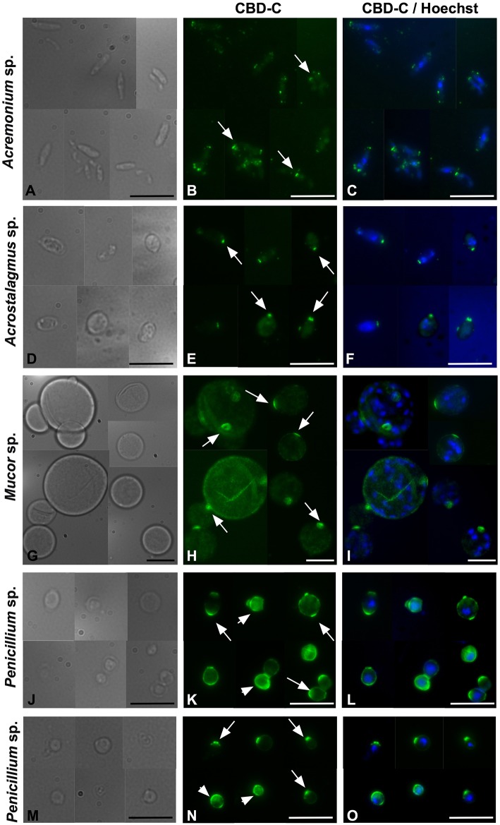 Immunofluorescence with the Fc-CBD-C probe on fungal spores. In Acremonium sp., Acrostalagmus sp., and Mucor sp. the CBD-C probe detects chitin fibers in regionalized areas on the surface of spores isolated from liquid cultures (B,E,H, arrows). In Penicililum spp., CBD-C binds almost the entire spore wall (K,N, arrowheads) in most spores. In some spores, chitin is instead detected in localized spots (K,N, arrow). (A,D,G,J,M) represents brightfield images; (C,F,I,L,O) represent merged images of the Fc-CBD-C probe (green) and nuclear staining with Hoechst (blue). Scale bars: 10 μm.