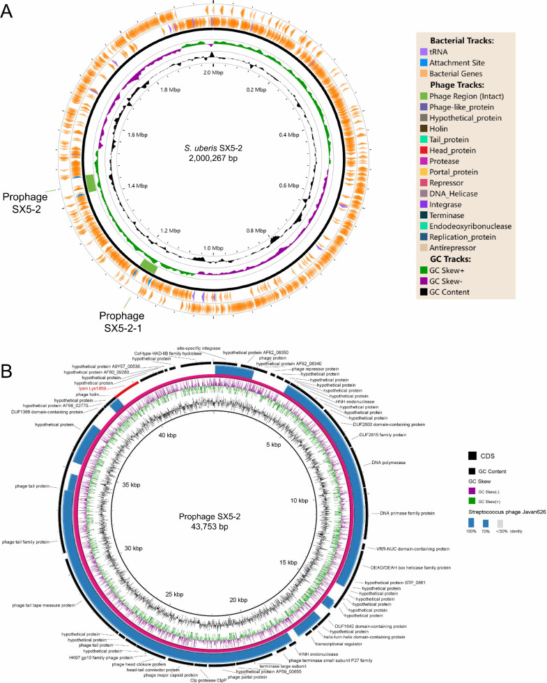 Circular genome maps of S. uberis SX5-2 bacterial host and integrated prophage SX5-2 showing prophage localization within the bacterial chromosome and detailed prophage organization with coding sequences and homology to Streptococcus phage Javan626.