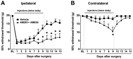 Dual blockade of CB1 and CB2 receptors prevents the normal resolution of paw incision-induced hypersensitivity.Withdrawal thresholds ipsilateral (A) and contralateral (B) to paw incision were determined before (BL: Baseline) and following surgery. Mixed antagonists of CB1 receptors (AM281; 1 mg.kg−1) and CB2 receptors (AM630; 1 mg.kg−1) or vehicle were administered twice daily (i.p.) through day 9 (doted vertical lines). *p<0.05 vs. vehicle group by two-way ANOVA repeated measures followed by Bonferroni post test. n = 8 per group.