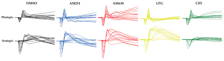 Raw photopic and scotopic ERGs in the different drug injection groups. The effect of modulating CB1R, CB2R, or GPR55 in the monkey retina. The intravitreal injection of AM251 (blue), an inverse agonist of CB1R, or AM630 (red), an inverse agonist of CB2R, causes an increase of the ERG photopic (under a 30 cd/m2 white background-adapting field) and scotopic (recorded under dark-adapted conditions in a light-tight room) responses, compared to the vehicle, dimethyl sulfoxide (DMSO, in black) [20]. The intravitreal injection of lysophosphatidylglucoside (LPG), an agonist of GPR55 (yellow), causes an increase of the scotopic response, but not of the photopic response. Conversely, the intravitreal injection of CID16020046 (CID), an antagonist of GPR55, causes a decrease of the scotopic response, but not of the photopic response (green).
