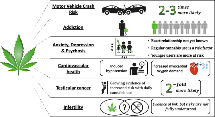 Diagram depicting some of the significant consequences and adverse effects that have been associated with recreational cannabis use. Color images are available online.