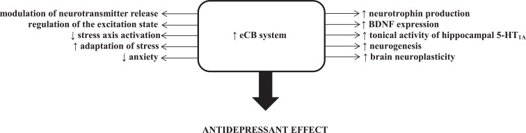 Increased eCB stimulation produced several biochemical changes (modulation of neurotransmitter release, regulation of the excitation state, inhibition of the stress axis, rise of neurotrophin production and promotion of the neurogenesis process), which are implicated in antidepressant effects.