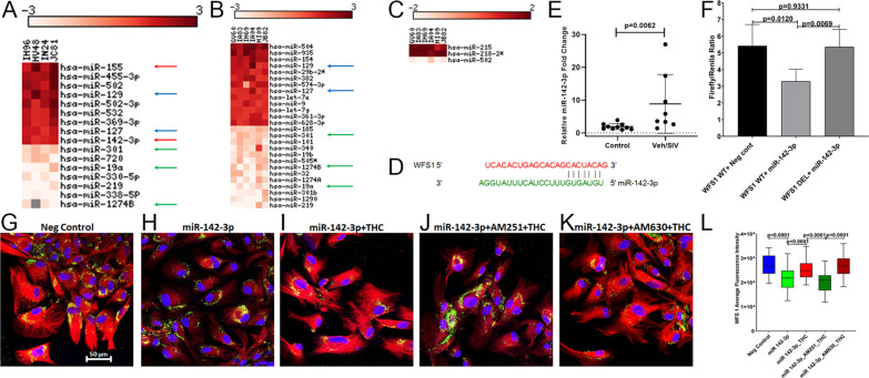 THC can counteract the post-transcriptional silencing of WFS1 by miR-142-3p. The heat map shows all differentially expressed (p ≤ 0.05) miRNAs in the BG of VEH/SIV (A) and THC/SIV (B) relative to uninfected controls RMs and in VEH/SIV compared to THC/SIV RMs (C). MiRNA species originating from the opposite arm of the precursor are denoted with an asterisk (*). Red arrows (A) indicate inflammation-associated miRNAs differentially upregulated in BG of VEH/SIV RMs. Blue and green arrows indicate miRNAs commonly up and downregulated in BG of VEH/SIV (A) and THC/SIV (B) RMs, respectively. MiRNA–mRNA duplex showing a single miR-142-3p binding site on the RM WFS1 (D) mRNA 3’ UTR. RT-qPCR validation of miR-142-3p expression in BG of VEH/SIV relative to uninfected control RMs (E). Luciferase reporter vectors containing a single highly conserved miR-142-3p (F) binding site on the RM WFS1 mRNA 3′ UTR or the corresponding construct with the binding sites deleted (WFS1 DEL) were co-transfected into HEK293 cells with 30 nM miR-142-3p or negative control mimic. Firefly and Renilla luciferase activities were detected using the Dual-Glo luciferase assay system 96 h after transfection. Luciferase reporter assays were performed thrice in six replicate wells (F). Representative immunofluorescence images showing the expression of WFS1 (red) protein at 96 h post-transfection of HCN2 neuronal cells with 30 nM LNA-conjugated FAM-labeled negative control (G) or miR-142-3p (green) (H) mimics and images were quantitated (L). miR-142-3p transfected HCN2 cells were treated with DMSO (H), THC (I), AM251 + THC (J), AM630 + THC (K) 96 h post-transfection. Cells were fixed and stained after 18 h and the expression of WFS1 (red) protein and nuclear staining using DAPI (blue) were quantitated (L). Experiments were performed in triplicate wells using 3 µM of THC, 10 µM of AM251/AM630, and repeated thrice. Firefly/Renilla ratios and immunofluorescence data were analyzed using one-way ANOVA followed by Tukey’s multiple comparison post hoc test. A p-value of < 0.05 was considered significant