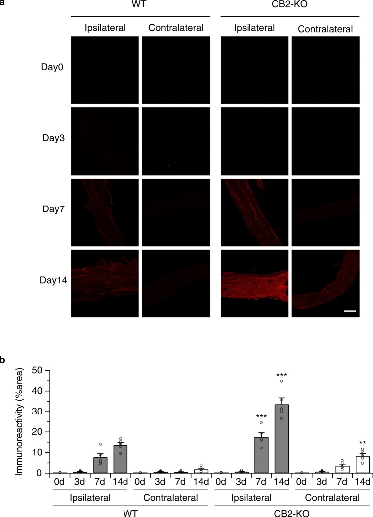 Leptin receptor upregulation on sciatic nerve depends on the days post-surgery. Left panels, WT mice; right panels, CB2 knockouts, 3, 7 and 14 days after the nerve injury stained with anti-leptin receptor antibody. Starting 7-days after the surgery, leptin receptor expression increased on the injured nerve of CB2 knockouts and was further increased in nerve-injured CB2 knockouts after 14 postoperative days. A slight upregulation of leptin receptors was also seen on the non-injured nerve of CB2 knockouts at this time point. Leptin receptor upregulation at 14 postoperative days was further observed in injured nerve of WT animals. Quantified immunoreactivity is expressed as percentage of positive signals to the stained area (mean ± SEM). A significant genotype effect is indicated by **p < 0.01 or ***p < 0.001, compared with respective 0-days controls (two-way ANOVA followed by Sidak’s multiple comparisons test), n = 5. Figure 3. Nerve injury-induced STAT3 phosphorylation in peripheral nerve was enhanced in CB2 deficient animals, as evaluated by STAT3 and pSTAT3 western blotting of nerve samples 14-days after the surgery. Quantified data were normalised to ß-actin and expressed as means ± SEM of 5 mice/group. Open column, WT animals; closed column, CB2 knockout animals. A significant surgery or genotype effect is indicated by *p < 0.05 or ***p < 0.001, compared with respective WT controls (two-way ANOVA followed by Sidak’s multiple comparisons test).