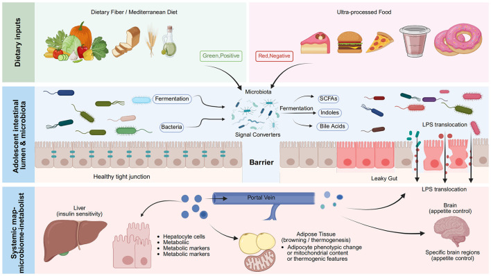 Infographic illustrating how dietary fiber and Mediterranean diets positively affect gut microbiota and maintain a healthy intestinal barrier, while ultra-processed foods negatively impact gut health, leading to leaky gut and altered systemic metabolism affecting the liver, adipose tissue, and brain appetite control.