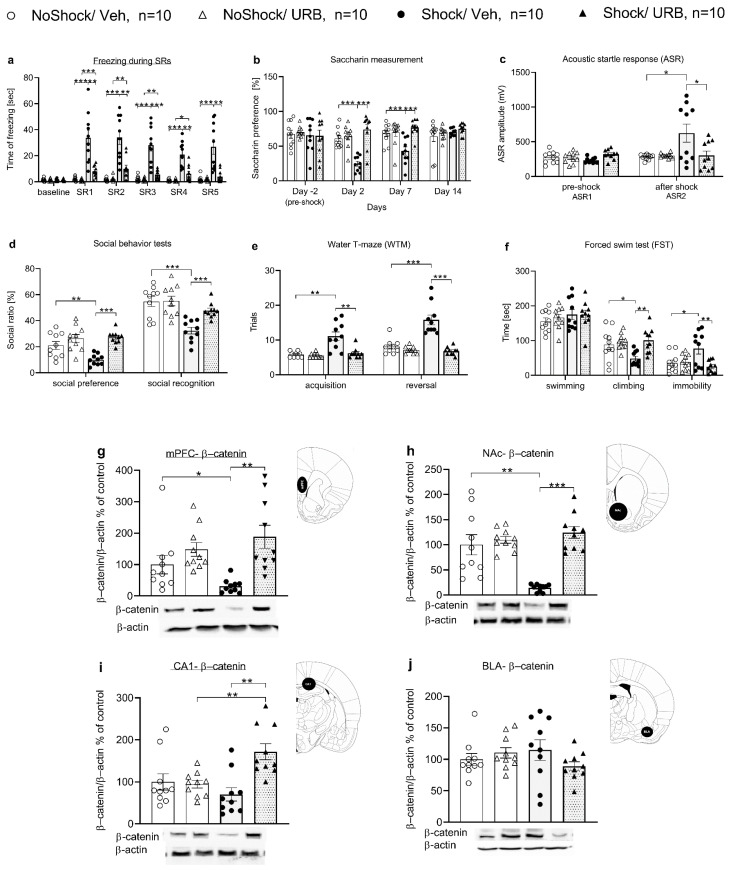 The effects of URB597 on behavior and β-catenin expression in rats exposed to shock and reminders. Compared with non-shocked rats treated with vehicle (NoShock/Veh) and shocked rats treated with URB597 (Shock/URB597), rats that were exposed to shock and treated with vehicle (Shock/Veh) demonstrated the following: increased freezing on SR1 to SR5 (SR—situational reminder) (a), decreased saccharin preference on days 2 and 7 (b), increased acoustic startle amplitude (ASR) on ASR2 (c); decreased social preference and social recognition (d); impaired performance in the acquisition and reversal phases in the water T-maze (WTM) (e), increased immobility in the forced swim test (FST) (f); downregulation in β-catenin protein levels in the medial prefrontal cortex (mPFC) (g), and in the nucleus accumbens (NAc) (h); in the CA1, the Shock/Veh group and the NoShock/URB597 group demonstrated downregulation in β-catenin levels compared with the Shock/URB597 group (i); in the basolateral amygdala (BLA), no significant differences between the groups were observed (j) rat brain atlas illustration indicating punch location are also shown (data is shown as mean ± sem; *, p < 0.05; **, p < 0.01; ***, p < 0.001).