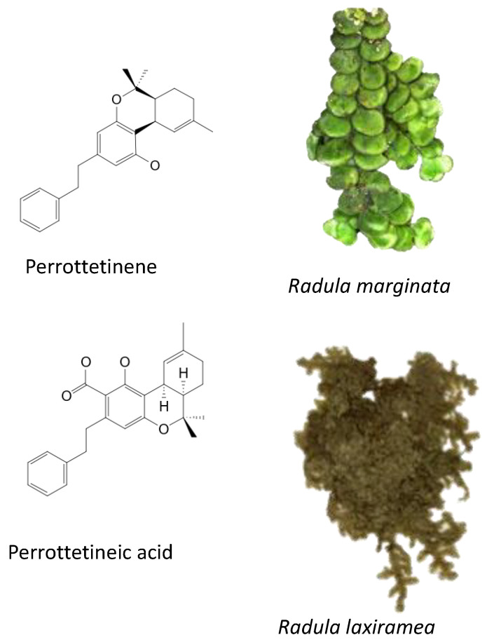 Phytocannabinoids in Radula marginata and R. Laxiramea.