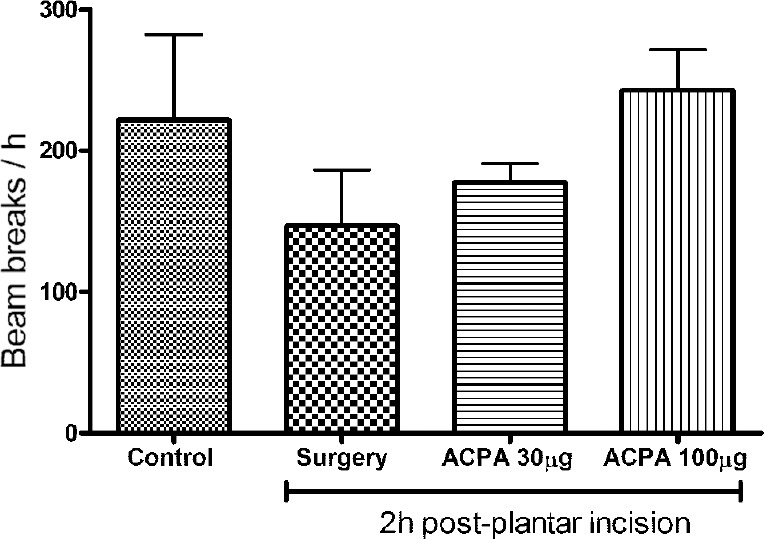 Effect of arachidonylcyclopropylamide (ACPA) on horizontal locomotor activity in rats. ACPA (30 and 100 μg) treatment progressively increased locomotor activity in the rats though these were not significantly different. n=6 rats in each group. Values are mean±SEM.